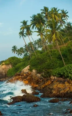 rocky-ocean-shore-with-palm-trees_11zon